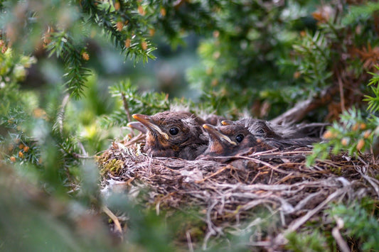 Backyard Birdwatching: How to Locate and Observe Nesting Birds at Home - Swooply Shop