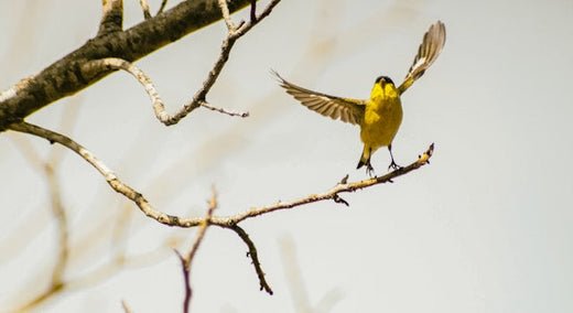 Breaking News: Your Backyard Is Alive With These Common Birds in the US! - Swooply Shop