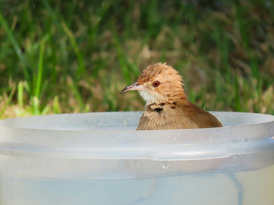 Gardening for Birds: 19 Best Tips to Create a Backyard Sanctuary - Swooply Shop
