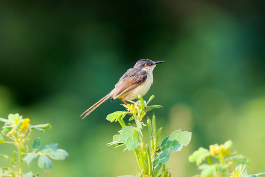 Help Birds This Fall: Backyard Sanctuary Guide - Swooply Shop