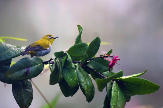 Spring Bird Migration: Why Birds Travel and Where to See Them - Swooply Shop
