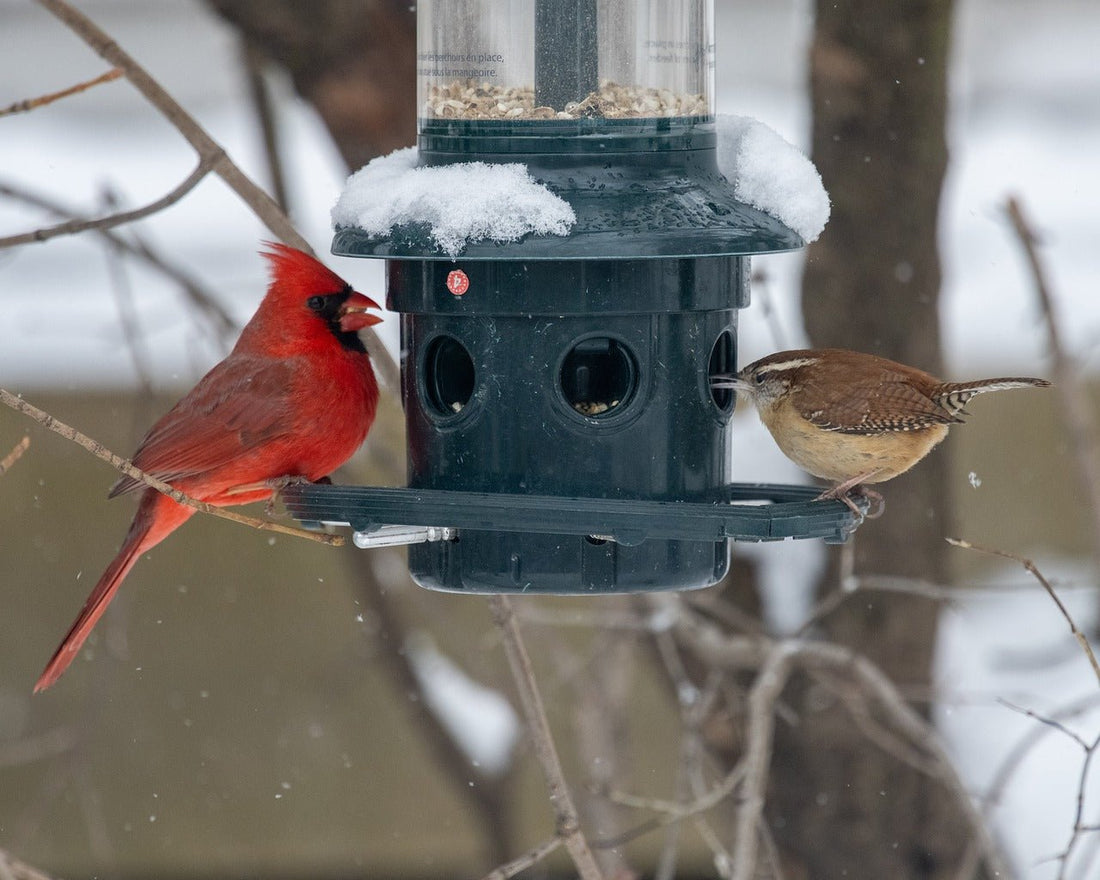 Best Bird Feeders for Different Types of Birds: How to Attract Your Favorite Species - Swooply Shop