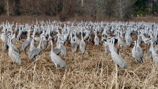 The Fascinating World of Tracking Bird Migration - Swooply Shop