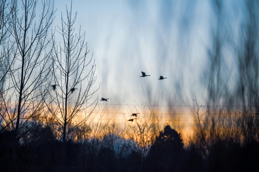 The Incredible Journey of Bird Migration: Secrets of the Skies - Swooply Shop