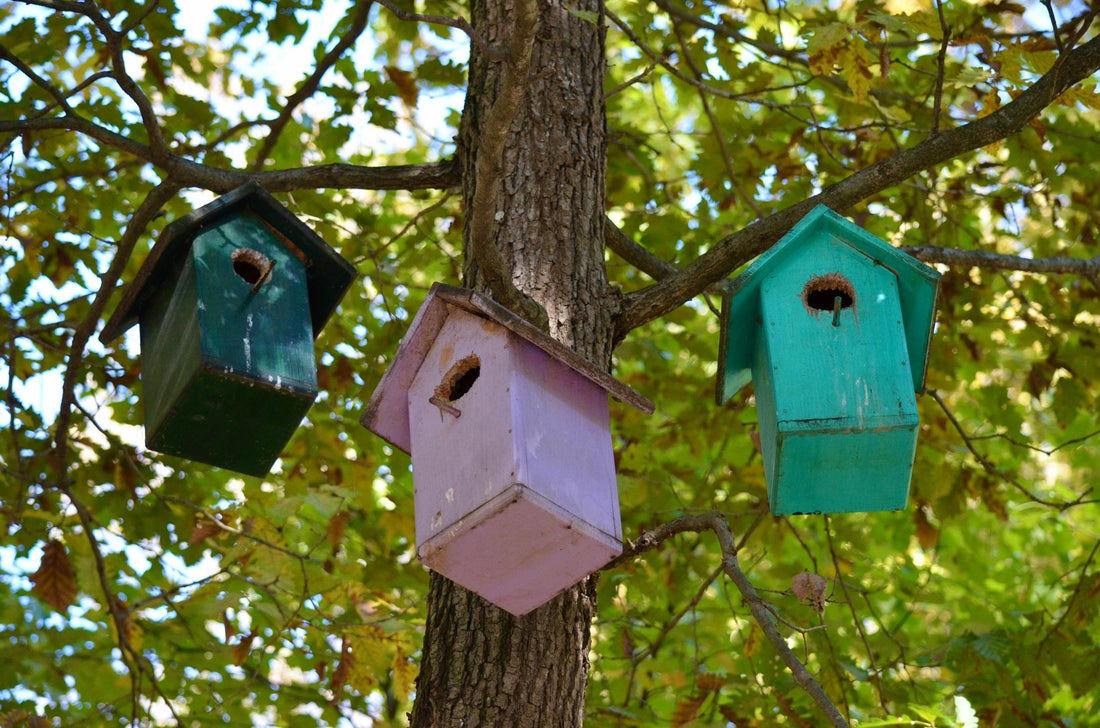 Top Backyard Bird Species to Look for During Migration Season - Swooply Shop